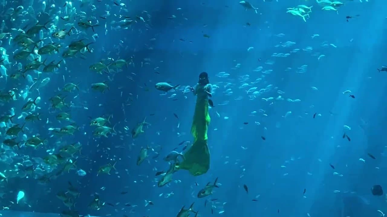 머메이드 쇼 동영상 (20초 분량. 스포 없음.)