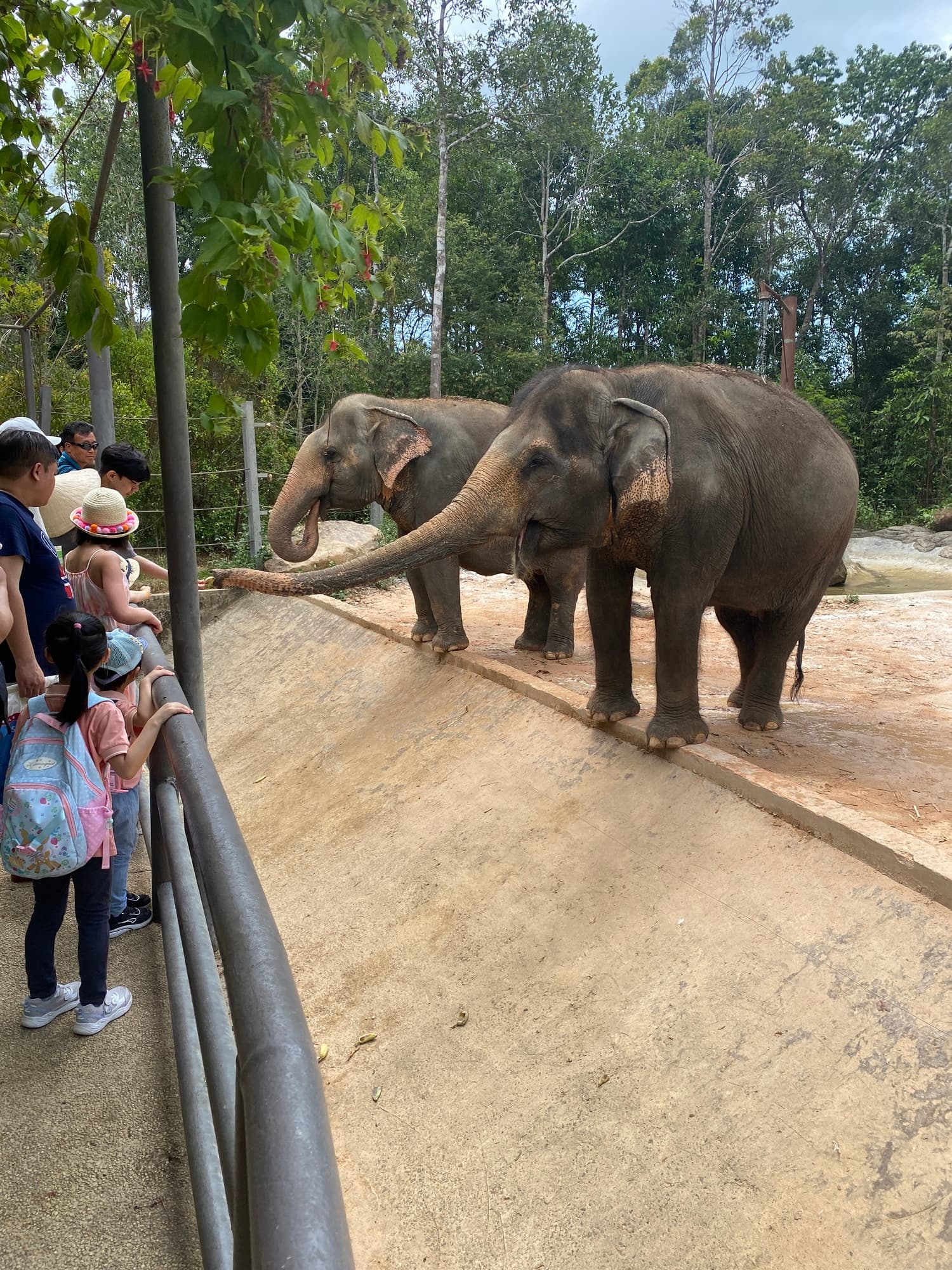 푸꾸옥 빈펄사파리의 코끼리 사진