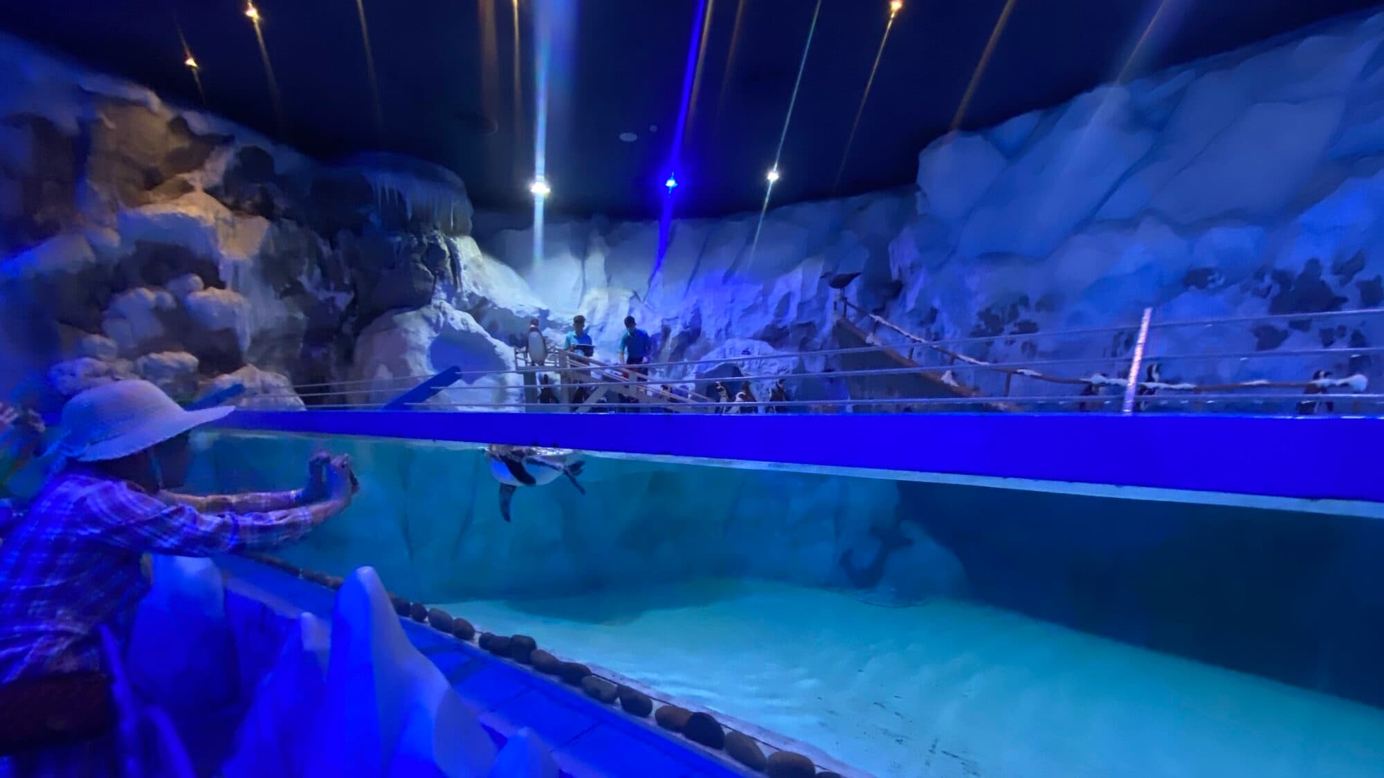 푸꾸옥 빈펄랜드 수족관의 팽귄 사진