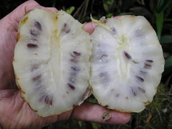 노니 완전 가이드: 구매 전 반드시 알아야 할 효능과 부작용 총정리