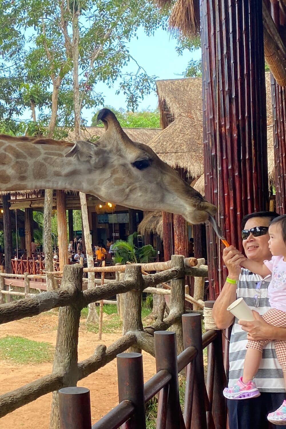 푸꾸옥 빈펄사파리의 기린에게 먹이를 주는 사진