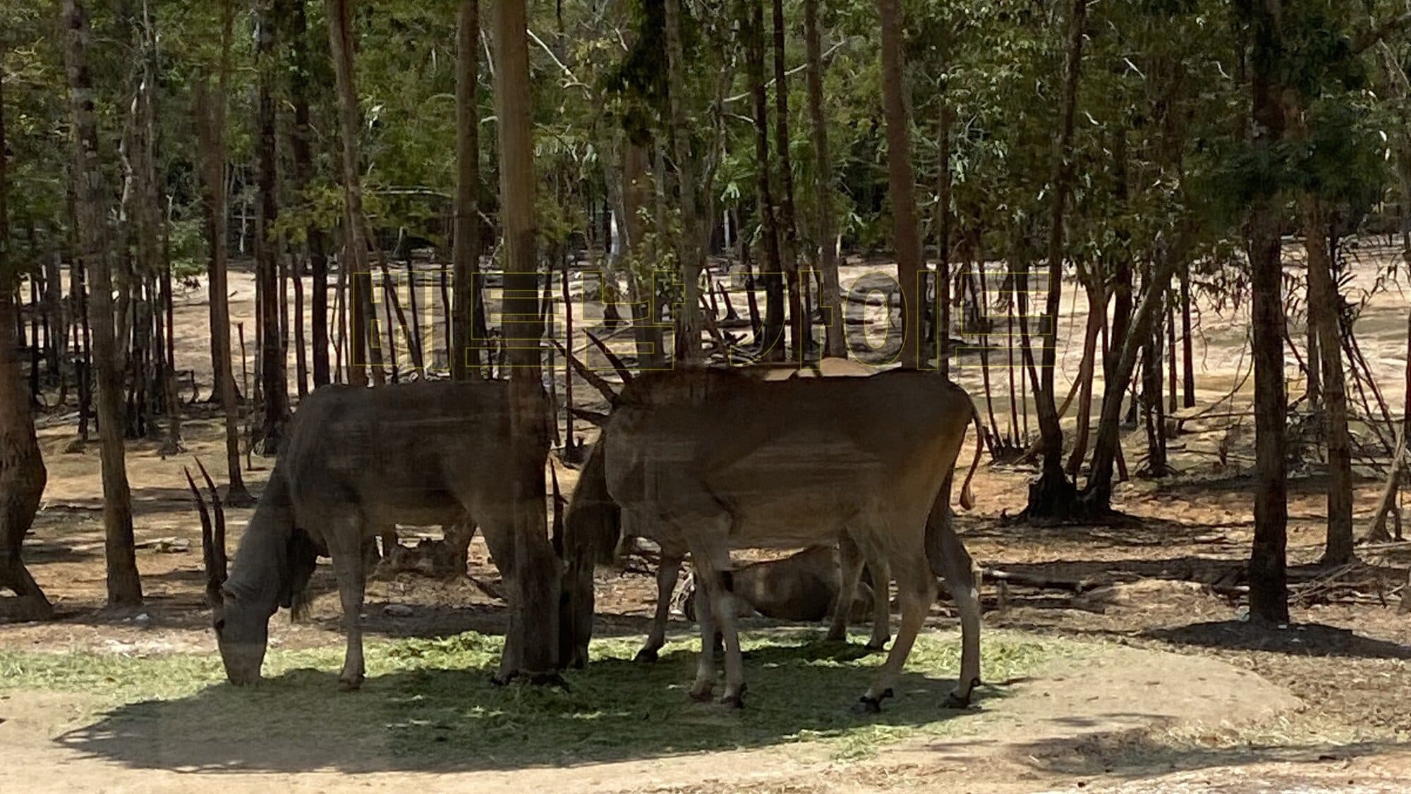 푸꾸옥의 빈펄 사파리에서 더위를 피하는 동물들의 모습